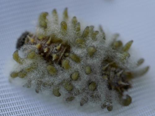 Cotesia sp.